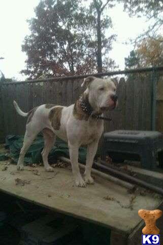 Stud Dogs in MD