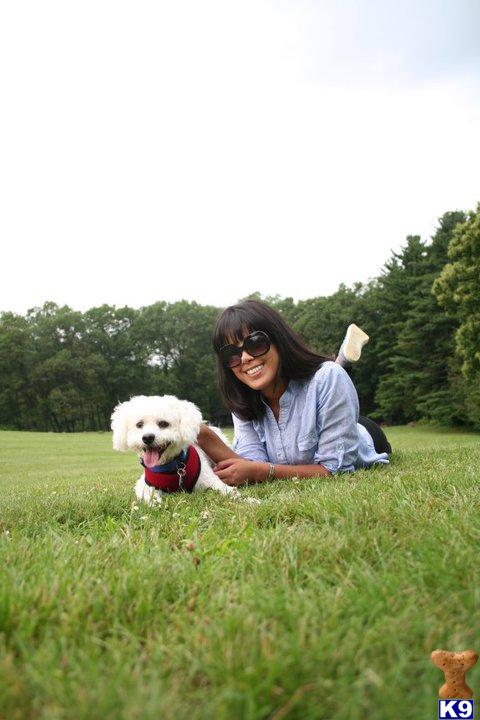 Stud Dogs - Bichon Frise