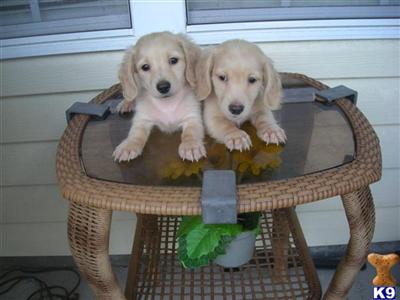 Puppies in WILMINGTON