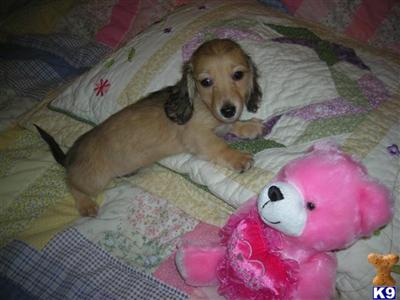 Puppies in WILMINGTON