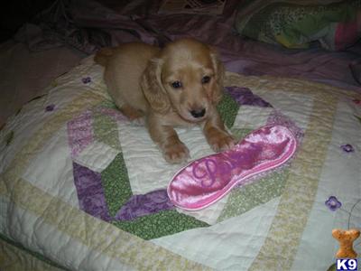 Puppies in WILMINGTON