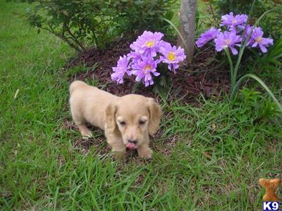 Puppies in WILMINGTON