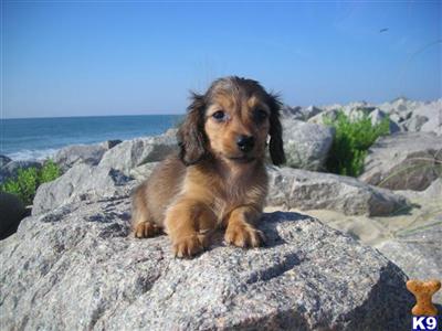 Dogs - Dachshund
