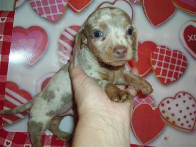 Dogs for Sale in NC
