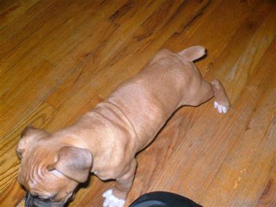 Dogs for Sale in OH