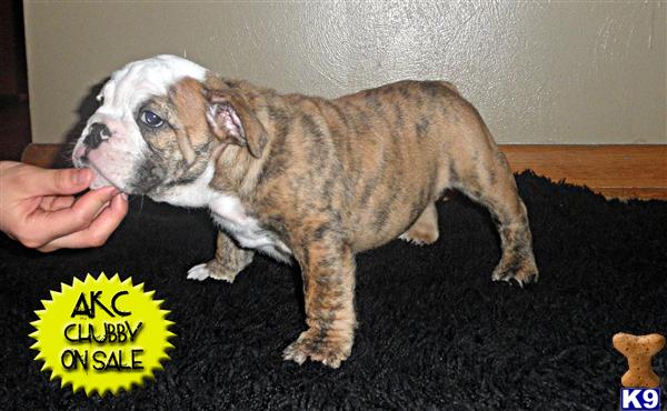 English Bulldog Puppies in OH