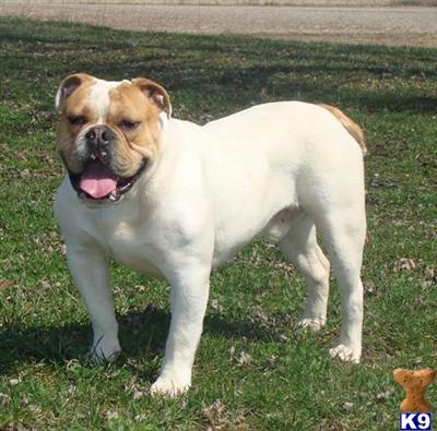 Dogs - Old English Bulldog