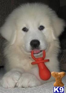 Great Pyrenees Puppies for Sale