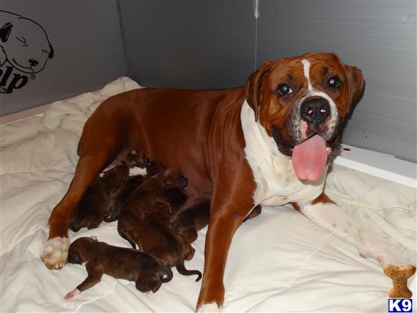 boxer puppies for sale in nc document moved boxer puppies for sale in nc document moved