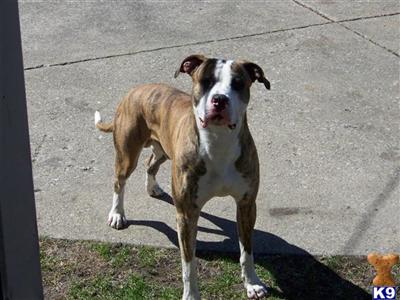Stud Dogs in IL