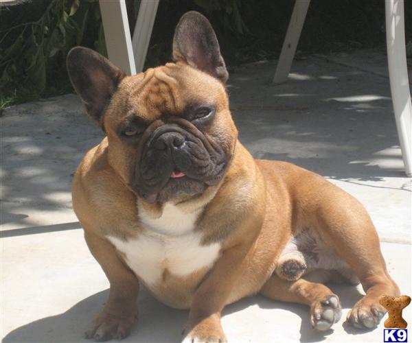 Stud Dogs - French Bulldog