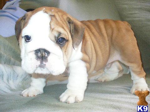Puppies in Brooklyn