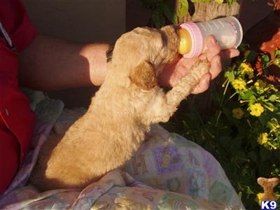 Labradoodle Puppies for Sale