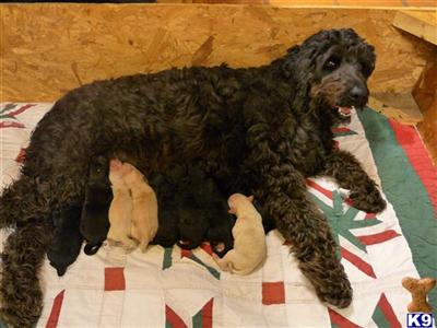 Labradoodle Puppies for Sale
