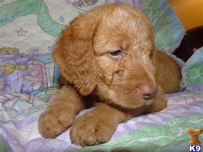 Labradoodle Puppies for Sale
