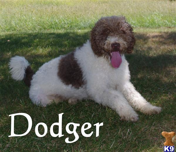 Dogs for Sale in TX