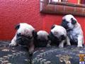 Pug