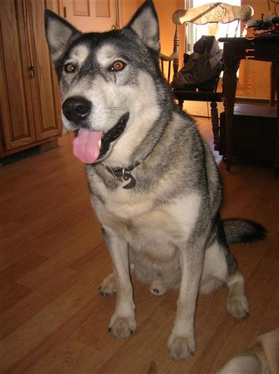 Dogs for Sale in MA