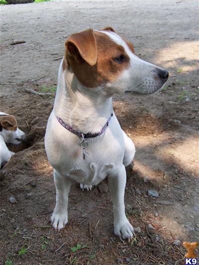 Dogs for Sale in MA