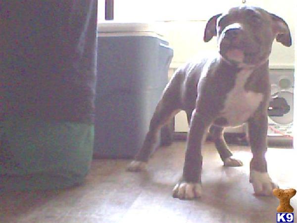 American Pit Bull Puppies in WV