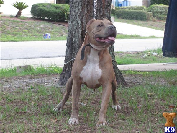 Stud Dogs in FL