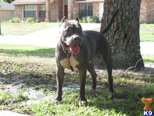 Stud Dogs in FL