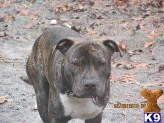Stud Dogs in FL