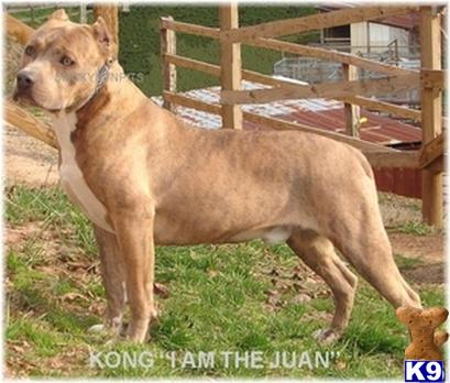 Dogs - American Pit Bull