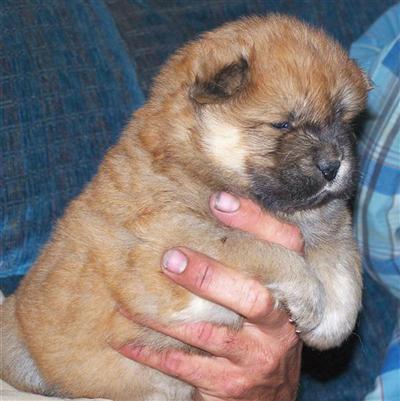 Chow Chow Puppies in TX