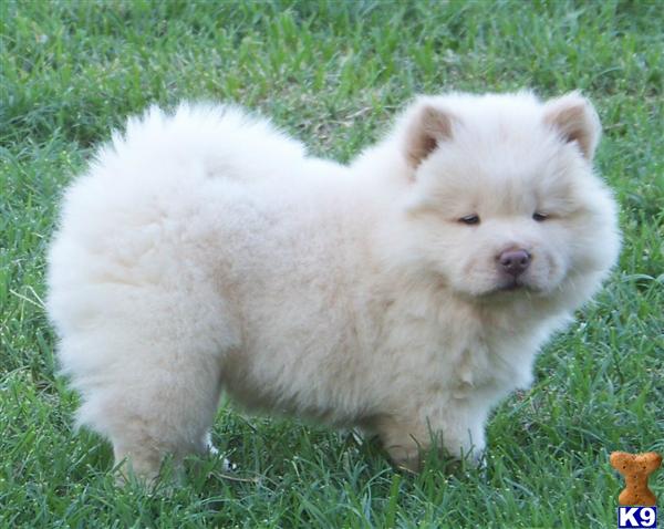 Chow Chow Puppies