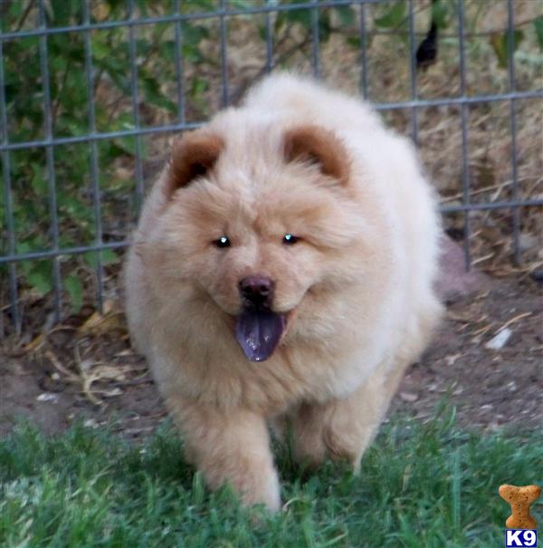 Chow Chow Puppies
