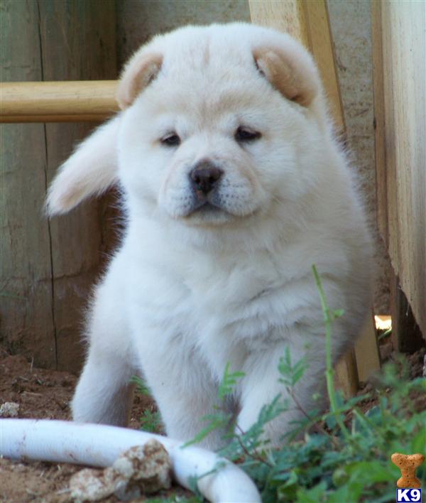 Puppies in Floresville