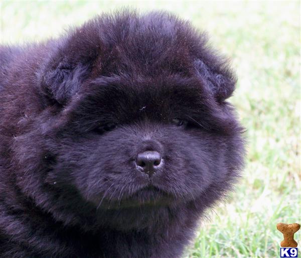 Puppies in Floresville