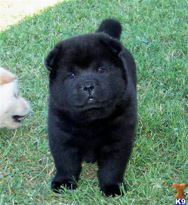 Puppies in Floresville