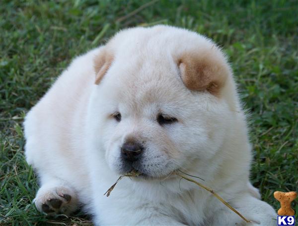 Puppies in Floresville