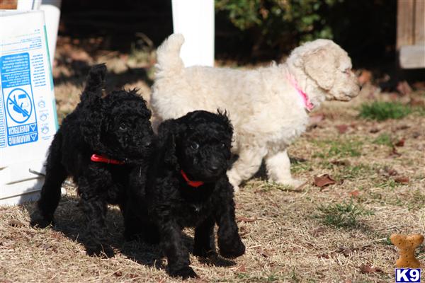 Puppies in LOUISVILLE