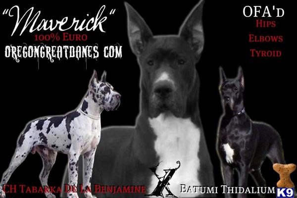Stud Dogs in OR