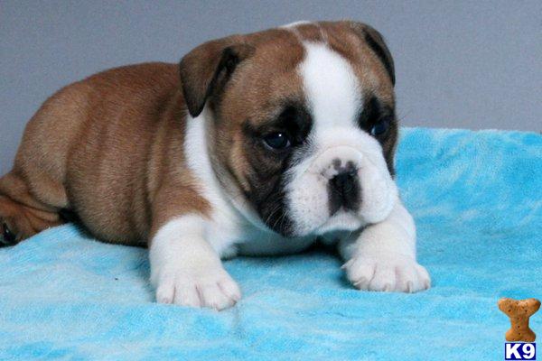 Bulldog Puppies