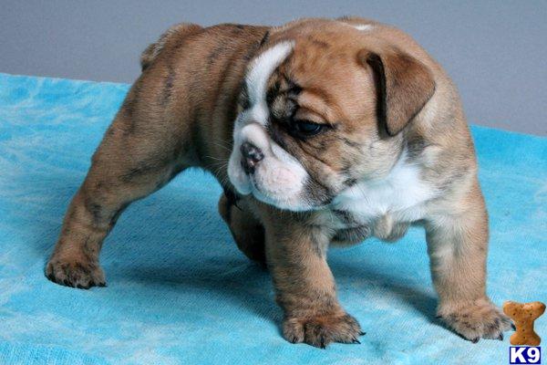 Bulldog Puppies