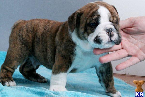 Bulldog Puppies