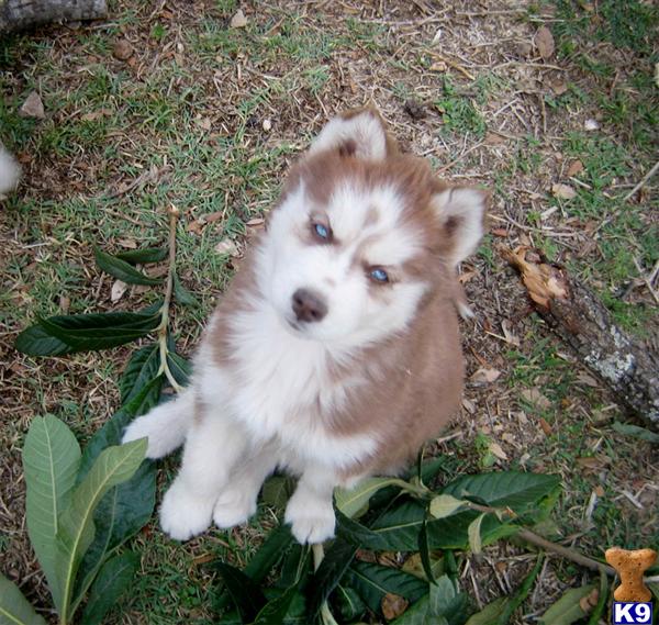 Puppies in Austin