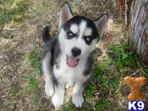 Puppies in Austin