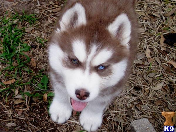 Puppies in Austin