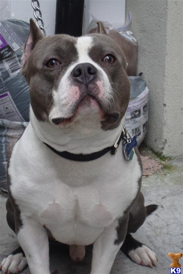 Stud Dogs in NY