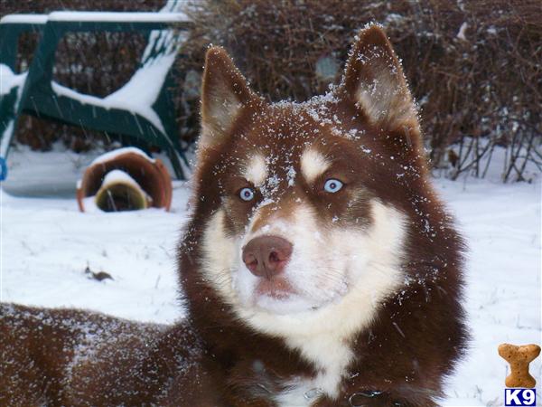 Stud Dogs in IL