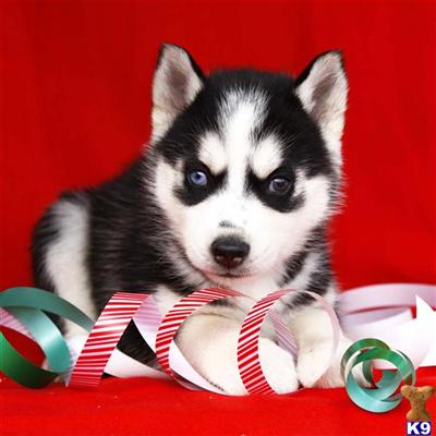 Siberian Husky Puppies for Sale