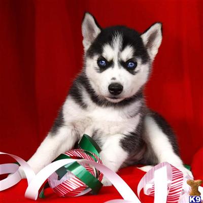 Siberian Husky Puppies for Sale