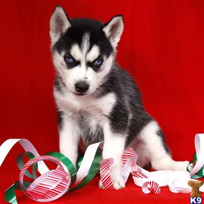 Siberian Husky Puppies for Sale