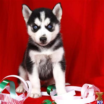 Siberian Husky Puppies for Sale