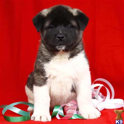 Akita Puppies for Sale
